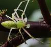 Peucetia sp.